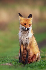 Obraz premium Portrait red fox Vulpes vulpes on a beautiful background
