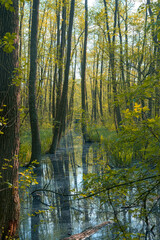 autumn in the forest