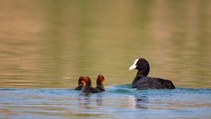 Eurasian Coot Fulica atra. Adult and young bird on the lake