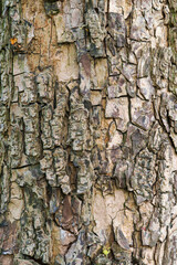 bark of a tree texture