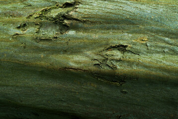 bark of tree with mess