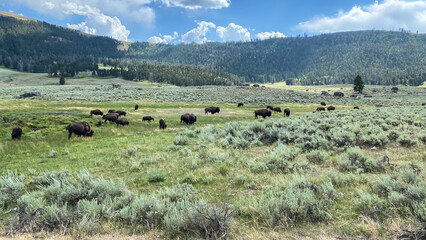 Fototapeta na wymiar bison herds grazing in the grasslands of Lamar Valley in Yellowstone National Park