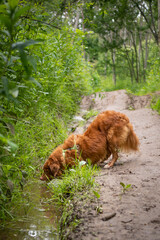 Naklejka premium Pies pijący wodę