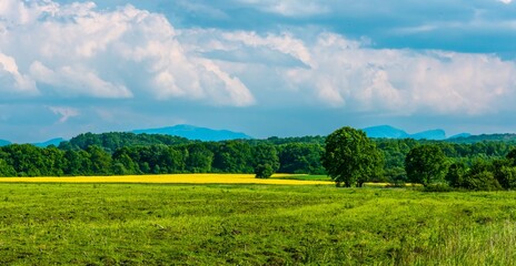 Fototapeta premium flowering field of rapeseed (oilseed, cultivated in the South of Russia) in the foothills of the Caucasus on a sunny summer day