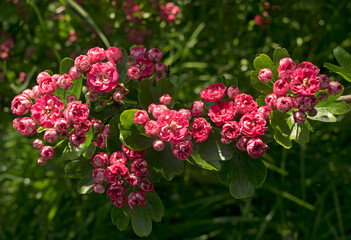 Double pink flowering hawthorn.