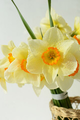 bouquet of yellow daffodils in a wicker vase. spring flowers