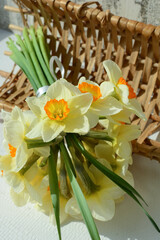 bouquet of yellow daffodils in a wicker basket. spring flowers	
