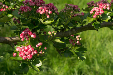 Branch of red hawthorn flowers in spring.