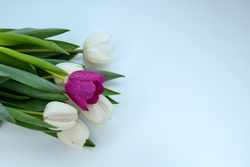 Bouquet of white and purple tulips on a light background. Mother's day, Valentine's day, birthday celebration concept. Postcard. Copy space for text, top view