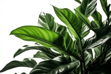 Naklejka na ściany i meble Green tropical foliage on white background with clipping path. Generative AI