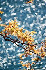 A branch with yellow leaves, a blurred background of a blue lake, and bokeh effect.
