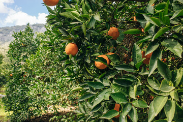 orange garden in turkey in sunny day