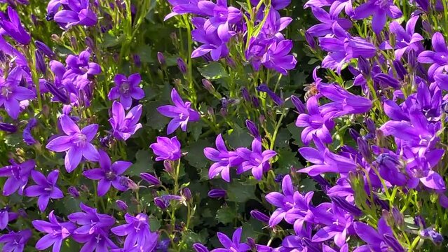 Footage of a western honey bee or European honey bee (Apis mellifera) feeding nectar of purple bellflower Campanula flowers 