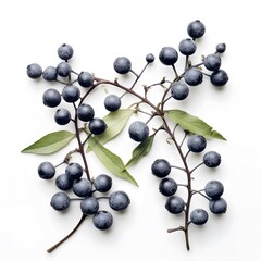 Naklejka na ściany i meble real gray berries, some leaves between them, white background,