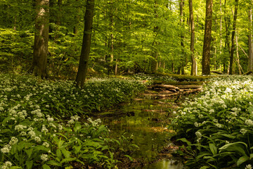 Obraz premium landscape with flowering ramson plants in the hainich national park in springtime
