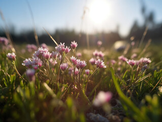 Experience the serene beauty of a Norwegian meadow. A low-angle shot captures white flowers under violet-pink twilight, blending wild charm with rustic harmony.