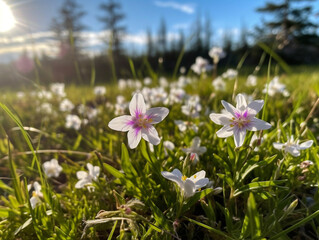 Experience the serene beauty of a Norwegian meadow. A low-angle shot captures white flowers under violet-pink twilight, blending wild charm with rustic harmony.