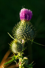 Bull thistle (Cirsium vulgare) flower