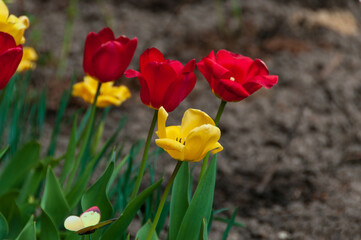 Beautiful spring tulips, side view, close-up