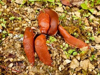 Close up of a group of European red slugs (Arion rufus) looking for a mate

