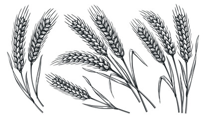 Grains plants and cereal, rye barley and wheat ear spikes. Bakery food concept. Hand drawn sketch vector illustration
