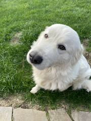Maremma Sheepdog sits on a green lawn, pet