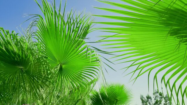 A bright ray of sunlight shines through a tropical palm leaf against a blue sky. Summer background.Tropical coconut palm leaf swaying in the wind in the sunlight.