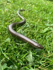 Blindworm in green grass