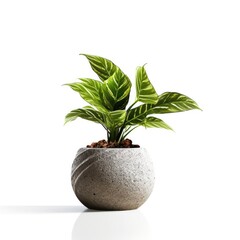plant, pot, leaf, nature, flower, isolated, houseplant, tree, herb, potted, growth, basil, leaves, food, botany, flora, mint, flowerpot, decoration, home, growing, gardening, ficus, green, grow