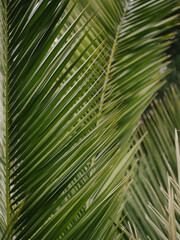 palm tree leaves