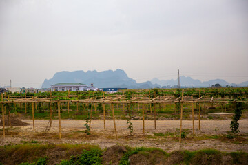 Vietnamese Winery with vines