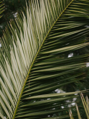 Obraz premium palm tree leaf