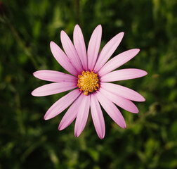 Obraz premium pink daisy flower in spring