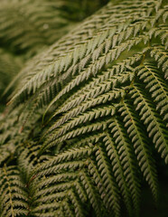 fern in the forest