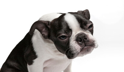 Studio head portrait of purebred Boston Terrier puppy with cute facial expression. Isolated on white background. Black and white dog in studio. Purebred Boston Terrier puppy 4-month old.
