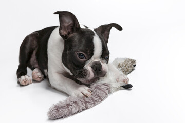 Boston Terrier, puppy 4 month old, with a toy, lying in studio,  isolated on white background. Black and white dog. Head portrait of purebred Boston Terrier pupy, studio, white background.