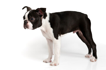 Cut and adorable Boston Terrier purebred puppy,  studio, standing,  front of white background. Dog. Puppy. Boston Terrier.