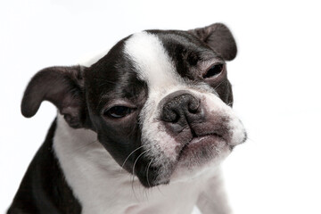 Studio head portrait of purebred Boston Terrier puppy with cute facial expression. Isolated on white background. Black and white dog in studio. Purebred Boston Terrier puppy 4-month old.