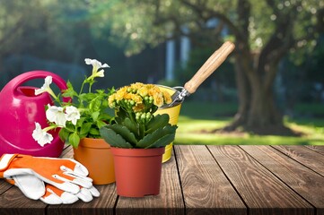 Young seedlings of flowers. Ecological concept