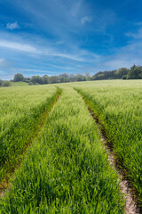 Farm field of growing, green wheat crop in spring, blue sky
