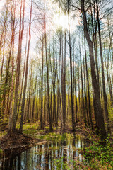 Spring swamp in a birch and aspen forest with dry grass and bumps in the water. Bumps and moss in a flooded forest swamp in early spring. Landscape of wild forest on a sunset
