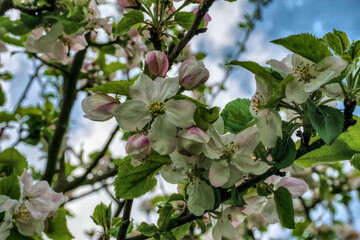 Apfelblüte