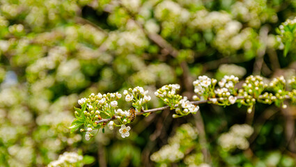 Detail of Bridal wreath spirea - Spiraea prunifolia branch with flowers being pollinated by a bee.