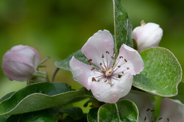 Pink quince (cydonia oblonga) flower