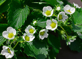 kwitnaca truskawka, Poziomka truskawka, (Fragaria × ananassa), blooming garden strawberry - obrazy, fototapety, plakaty