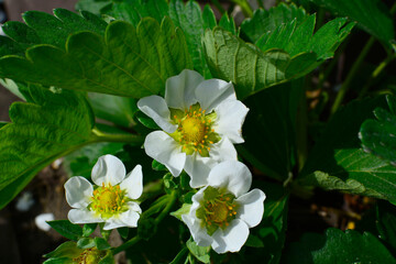 kwitnaca truskawka, Poziomka truskawka, (Fragaria × ananassa), blooming garden strawberry