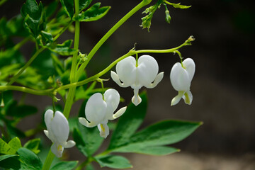 iałe serduszka okazałe, serduszka okazała, ładniczka okazała, biskupie serce, serce Jasia, (Lamprocapnos spectabilis), bleeding heart, Asian © kateej