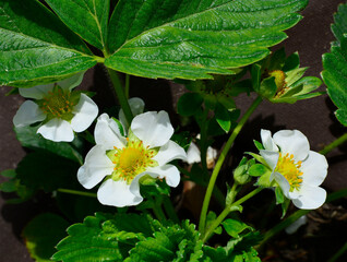kwitnaca truskawka, Poziomka truskawka, (Fragaria × ananassa), blooming garden strawberry - obrazy, fototapety, plakaty