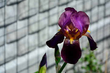 fioletowy kosaciec bródkowy, kwitnący kosaciec niemiecki, (Iris × germanica), bearded iris, German bearded iris - obrazy, fototapety, plakaty