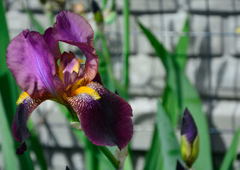 fioletowy kosaciec bródkowy, kwitnący kosaciec niemiecki, (Iris × germanica), bearded iris,...